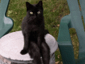 giphy-downsized-large.gif